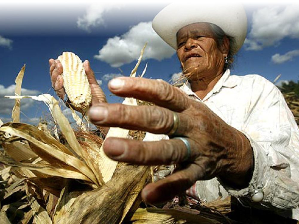 campesino_maiz_570