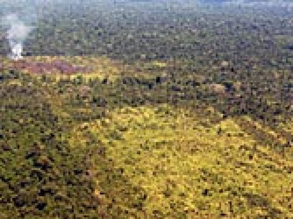 clareira_na_floresta.jpg