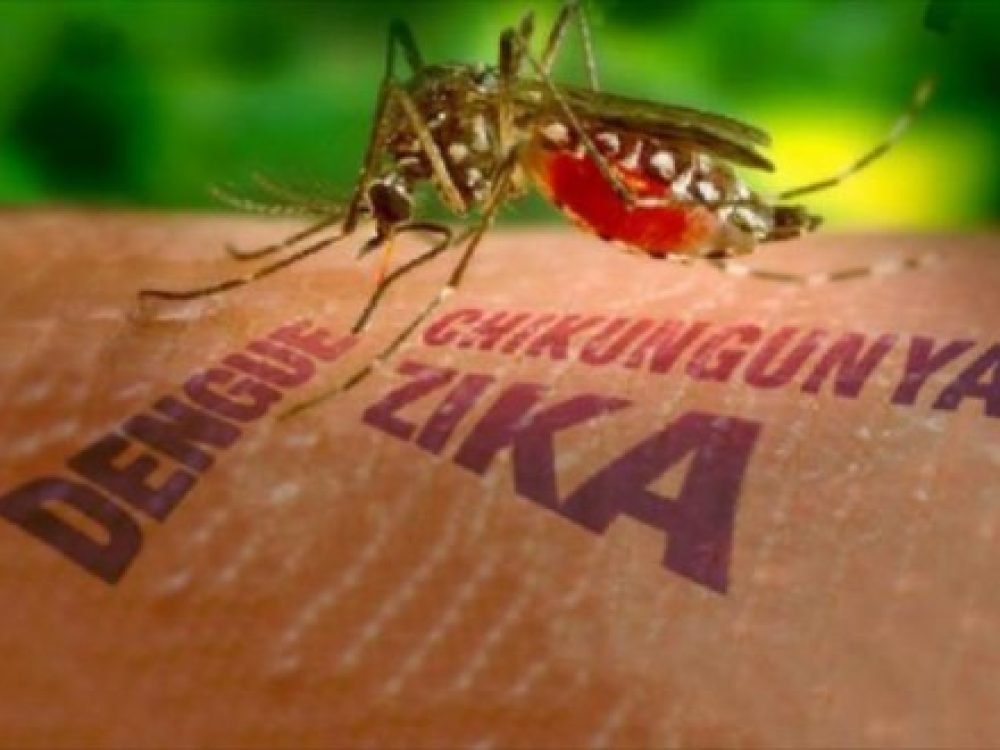 zika-480x330